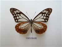 藏品(大絹斑蝶)的圖片